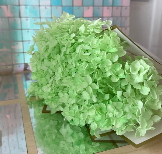 Preserved hydrangea - light green