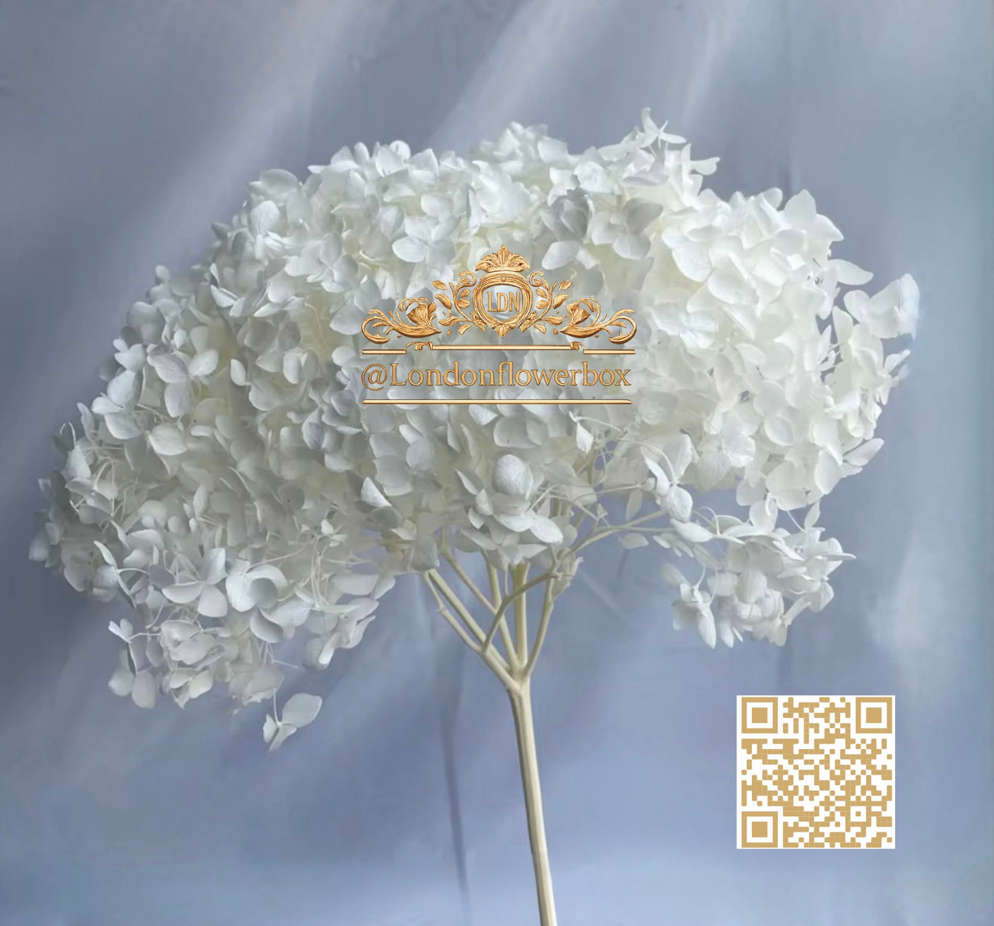 Preserved hydrangea - white