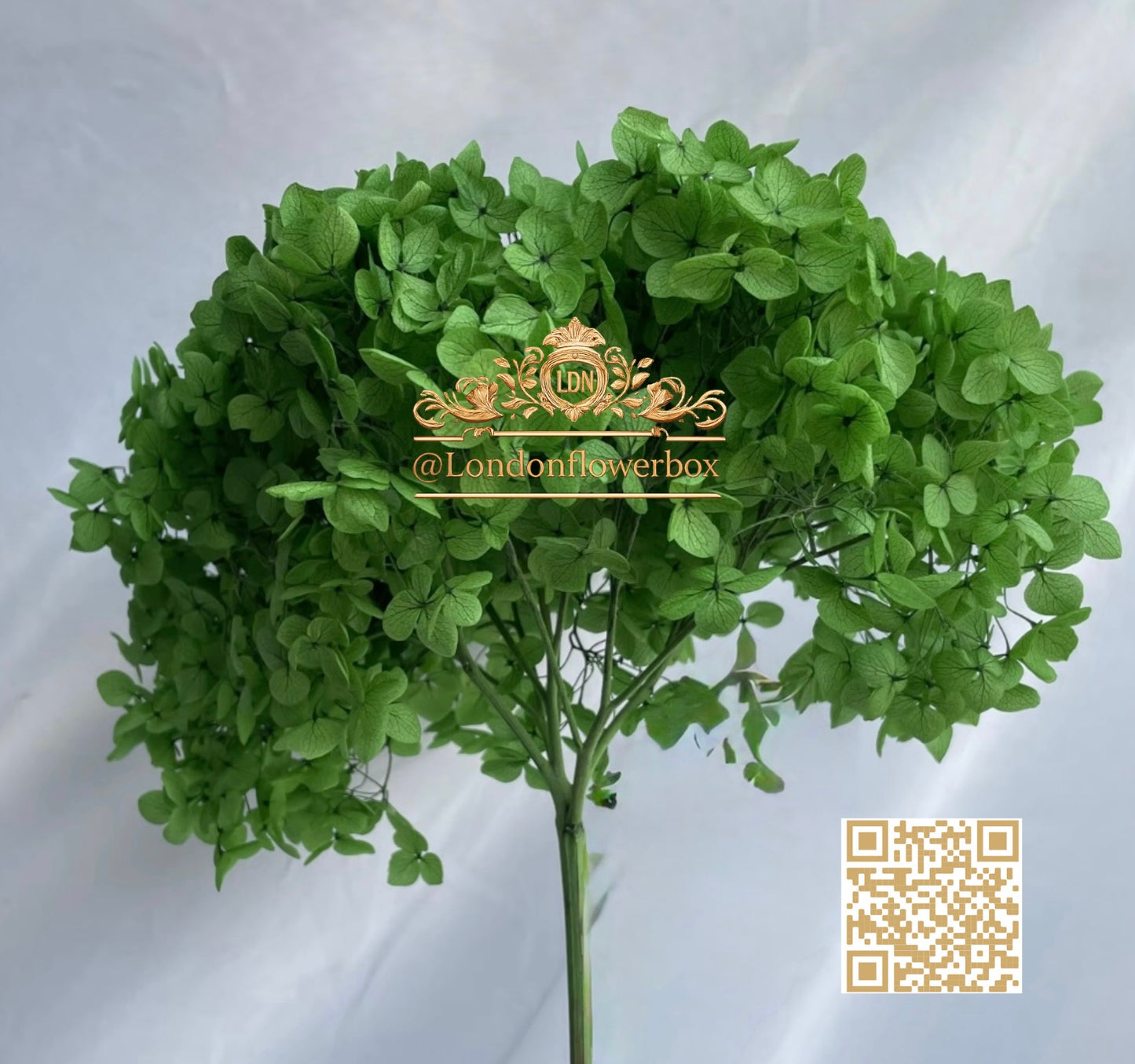 Preserved hydrangea - dark green