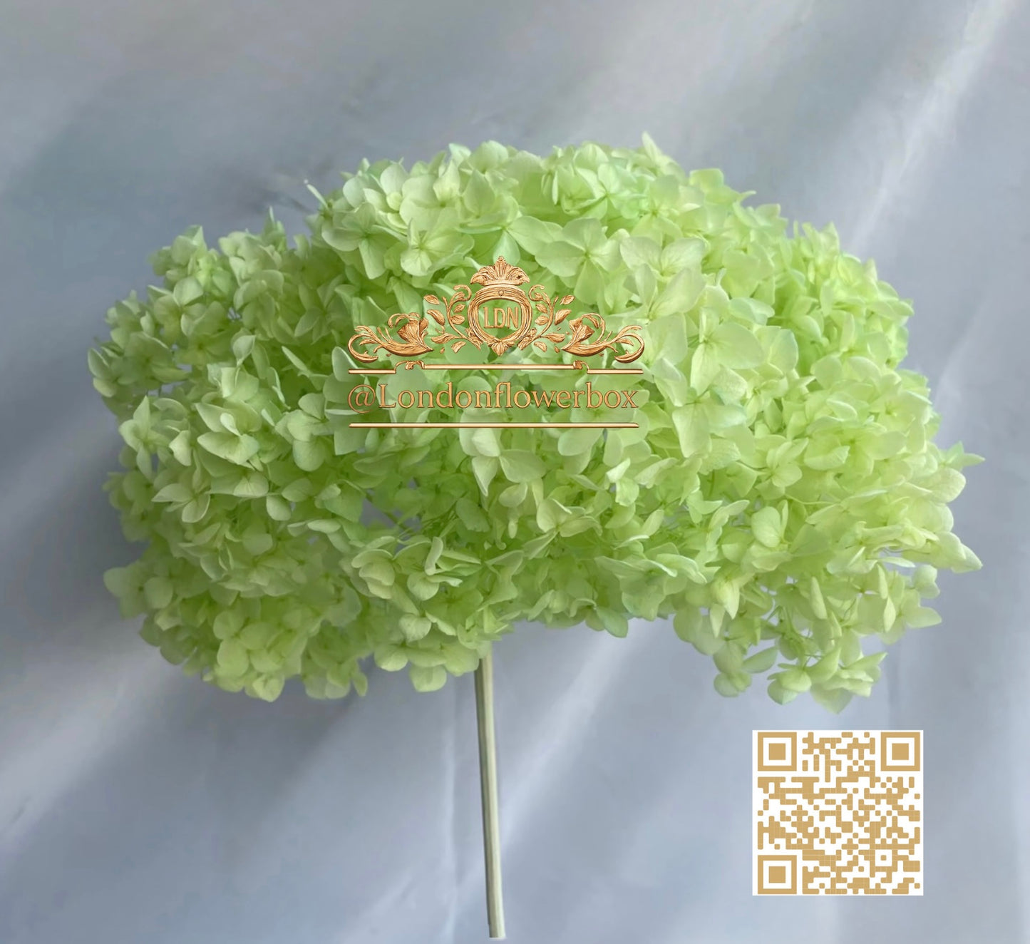 Preserved hydrangea - light green