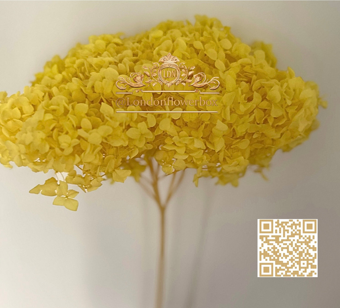 Preserved hydrangea - yellow